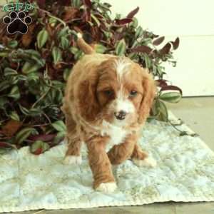 Chelsea, Cavapoo Puppy