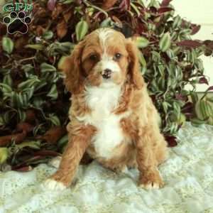 Chelsea, Cavapoo Puppy