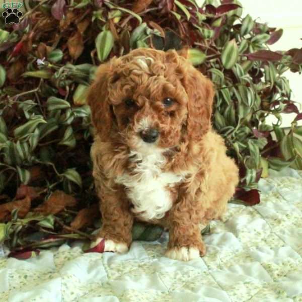 Cherry, Cavapoo Puppy