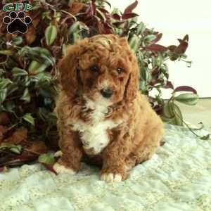 Cherry, Cavapoo Puppy