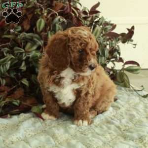 Cherry, Cavapoo Puppy