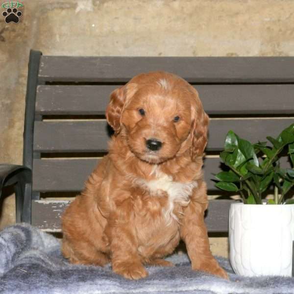 Chester, Goldendoodle Puppy