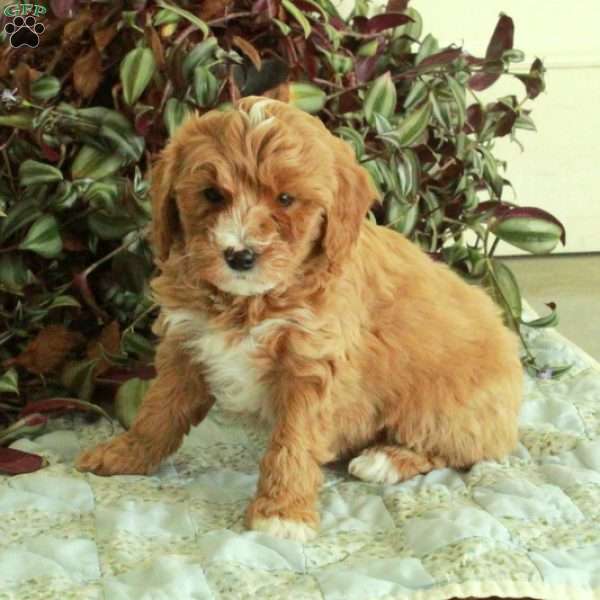 Chester, Cavapoo Puppy