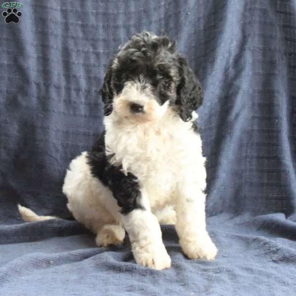 Chester, Labradoodle Puppy