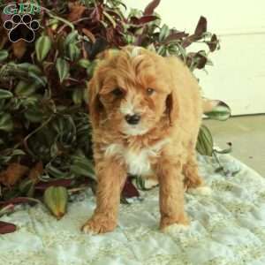 Chester, Cavapoo Puppy