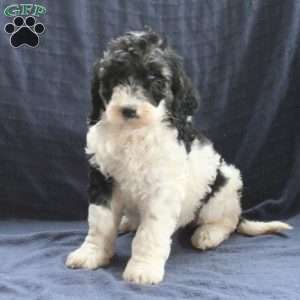 Chester, Labradoodle Puppy