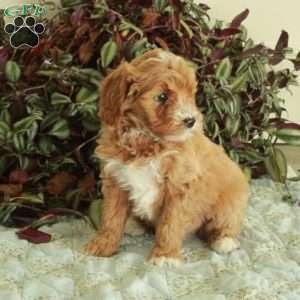 Chester, Cavapoo Puppy