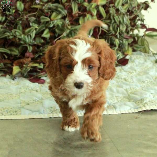 Chickory, Cavapoo Puppy