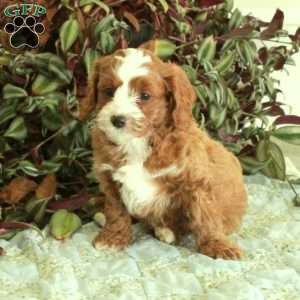 Chickory, Cavapoo Puppy