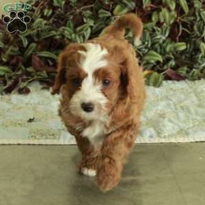 Chickory, Cavapoo Puppy