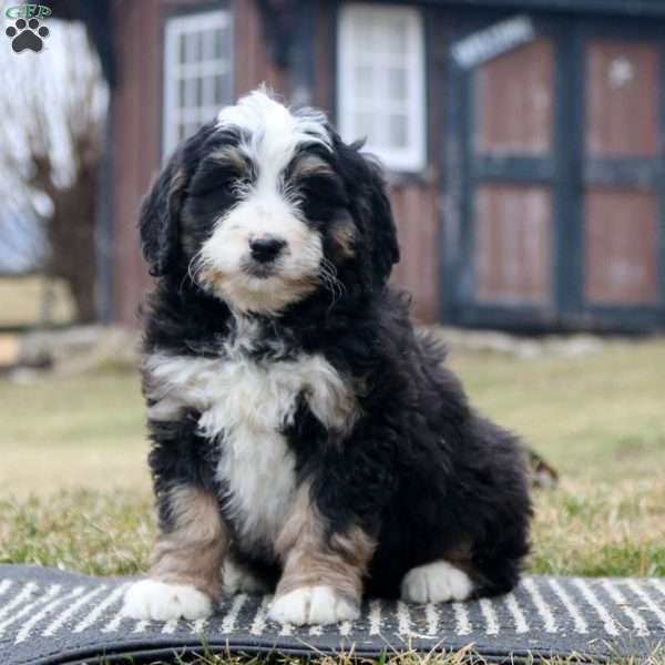 Chico, Bernedoodle Puppy