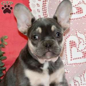 Chico, French Bulldog Puppy