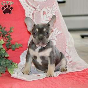 Chico, French Bulldog Puppy