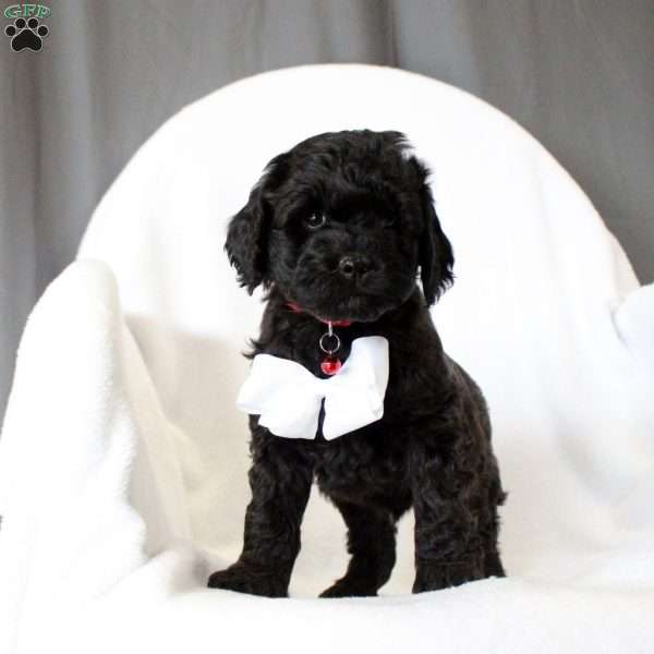 Chief-F1B, Cockapoo Puppy