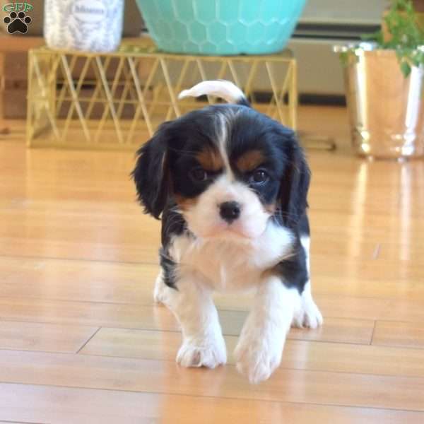 Chip, Cavalier King Charles Spaniel Puppy