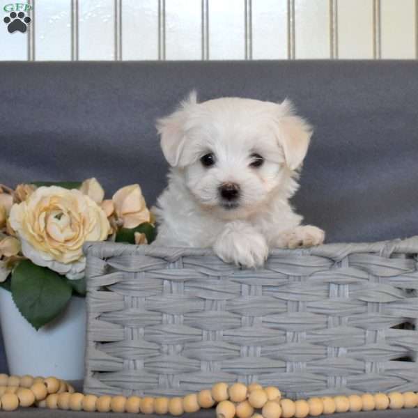 Chip, Maltese Puppy