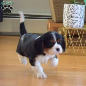 Chip, Cavalier King Charles Spaniel Puppy