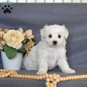 Chip, Maltese Puppy