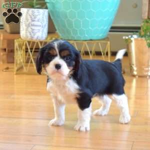 Chip, Cavalier King Charles Spaniel Puppy