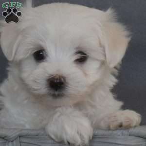 Chip, Maltese Puppy