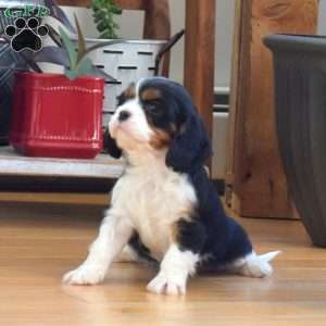 Chip, Cavalier King Charles Spaniel Puppy