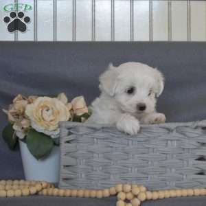 Chip, Maltese Puppy