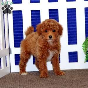 Chip, Toy Poodle Puppy