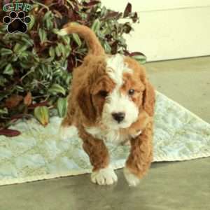 Chipper, Cavapoo Puppy