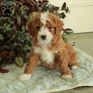 Chipper, Cavapoo Puppy