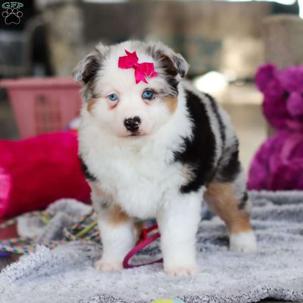 Chloe, Miniature Australian Shepherd Puppy