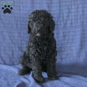 Chloe, Labradoodle Puppy