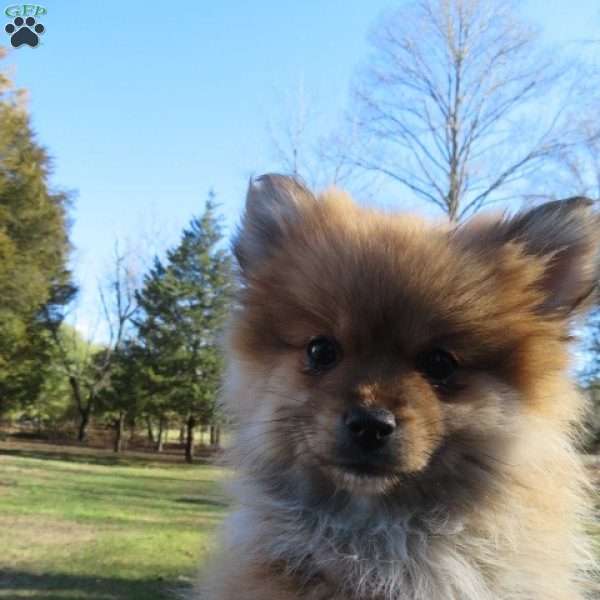 Chloe, Pomeranian Puppy