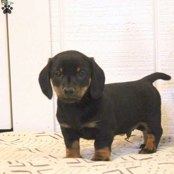 Chuck-Mini, Dachshund Puppy