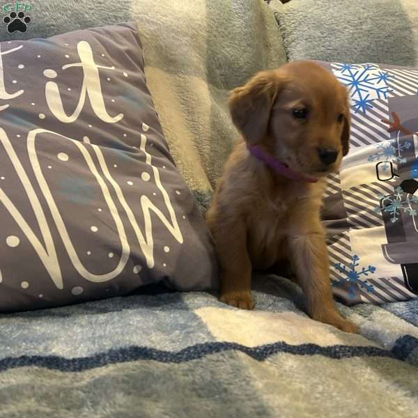 Cider, Golden Retriever Puppy