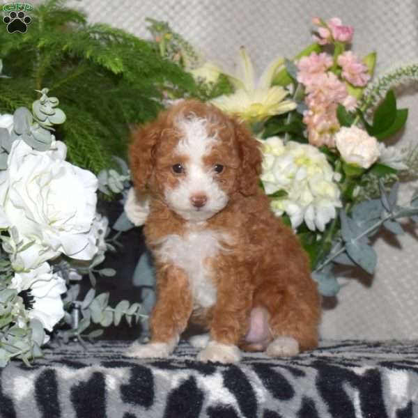 Cinnamon, Miniature Poodle Puppy