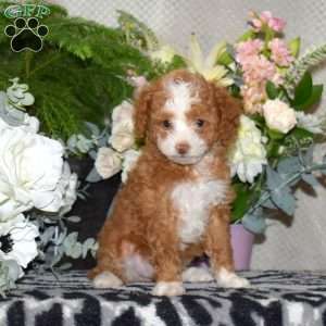 Cinnamon, Miniature Poodle Puppy