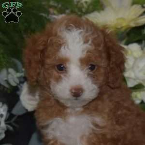 Cinnamon, Miniature Poodle Puppy