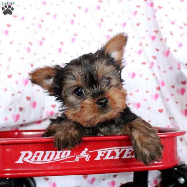 Claire, Yorkie Puppy