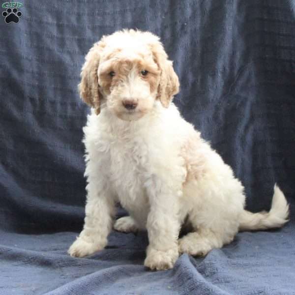 Clara, Labradoodle Puppy