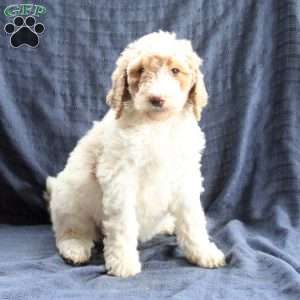 Clara, Labradoodle Puppy