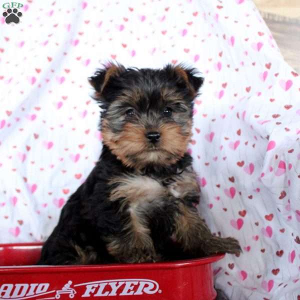 Clay, Yorkie Puppy