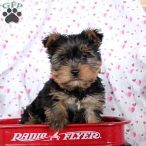 Clay, Yorkie Puppy