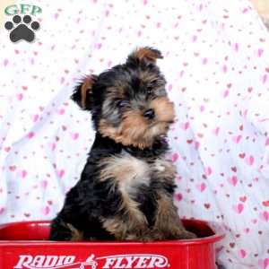 Clay, Yorkie Puppy