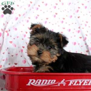 Clay, Yorkie Puppy