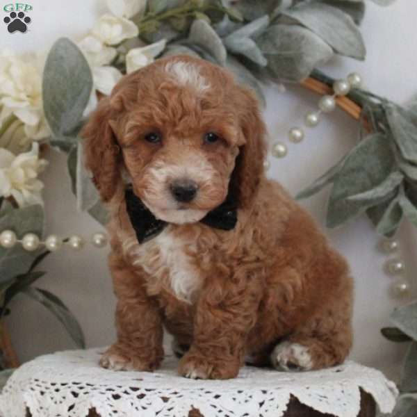 Clayton, Cockapoo Puppy