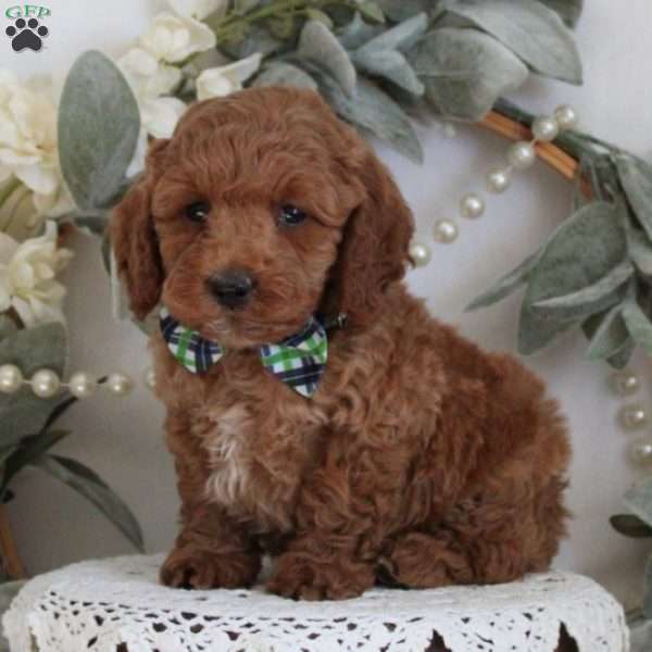 Clement, Cockapoo Puppy