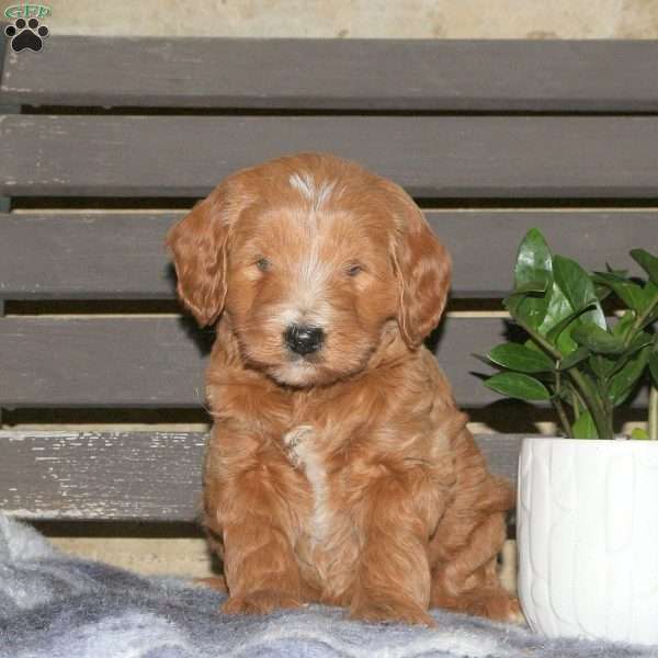 Cleo, Goldendoodle Puppy