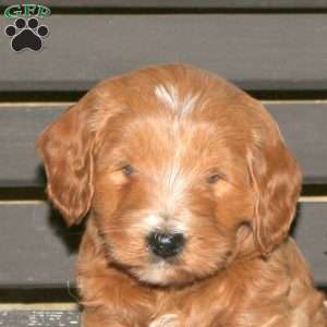 Cleo, Goldendoodle Puppy