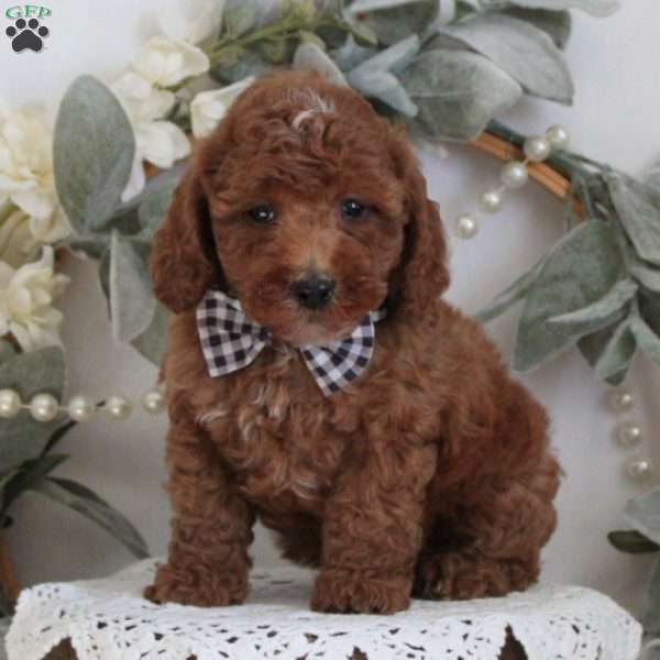 Clifton, Cockapoo Puppy