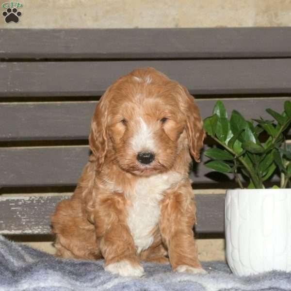 Clover, Goldendoodle Puppy